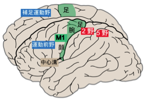 一次運動野の位置（脳科学辞典，画像クリックでリンクを開く）